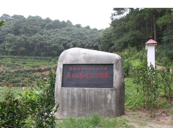 广西林科院国家油茶、红锥良种基地