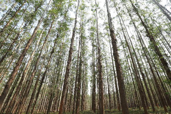 广西东门林场国家桉树良种基地
