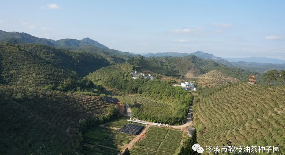 广西岑溪市国家油茶良种基地